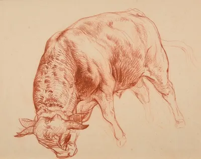 Taurillon