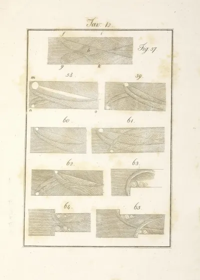 Tavola 12