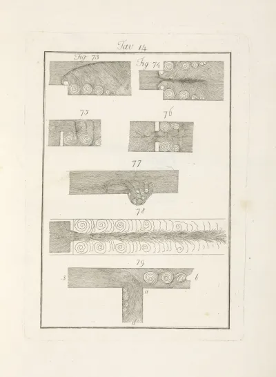 Tavola 14