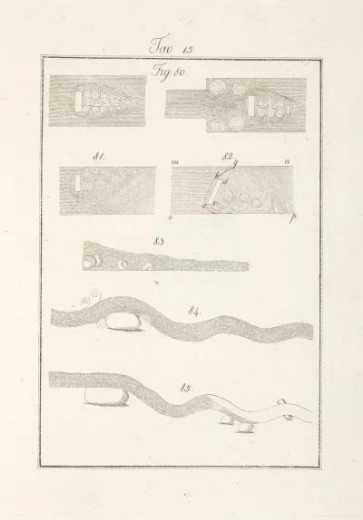 Tavola 15