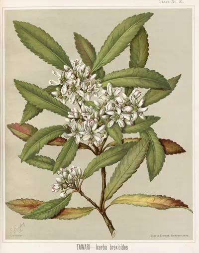 Tawari Ixerba Brexioides Plate 31