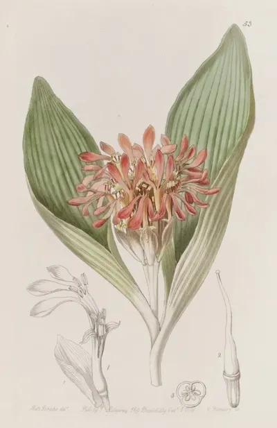 Tawny Daubenya