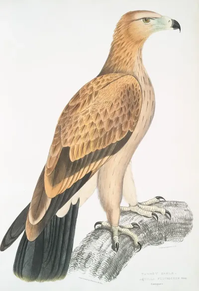 Tawny Eagle Aquilla Fulvescens