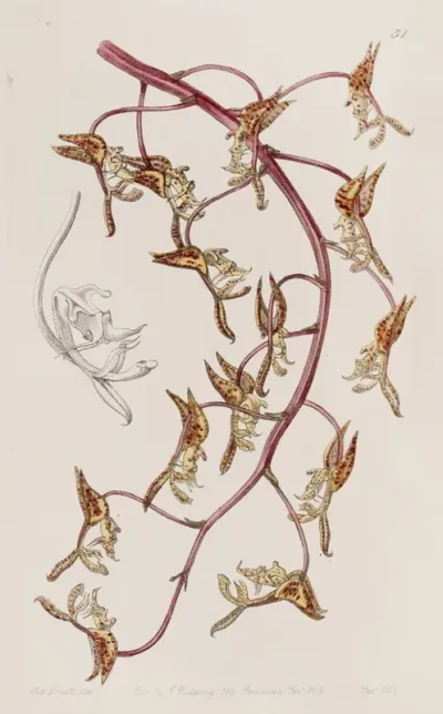Tawny Flowered Gongora