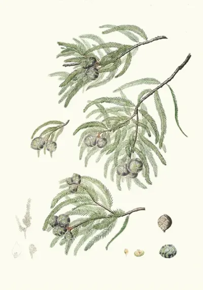 Taxodium Distichum Deciduous Cypress