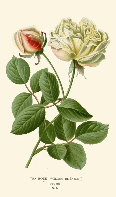 Tea Rose 2