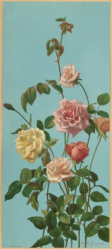 Tea Rose And Blush Roses