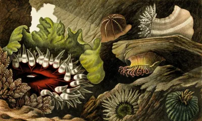 Tealia Crassicornis Bunodes Gemmacea B Ballii B Thallia