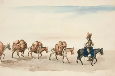 Team Of Mules Led By Indian