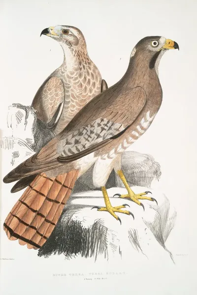 Teesa Buzard Buzzard Buteo Teesa 1 Young 2 Old Bird