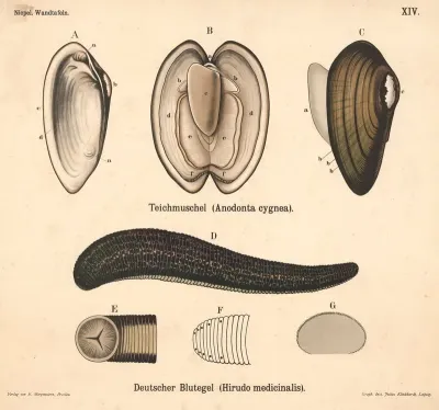 Teichmuschel Anadonta Cygnea Deutscher Blutegel Hirudo Medicinalis