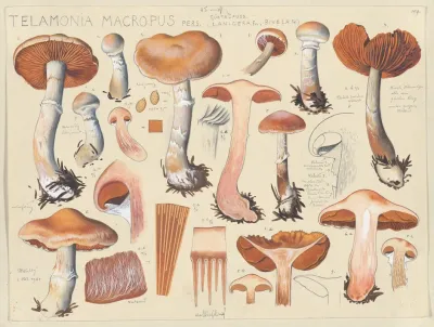 Telamonia Macropus Pers