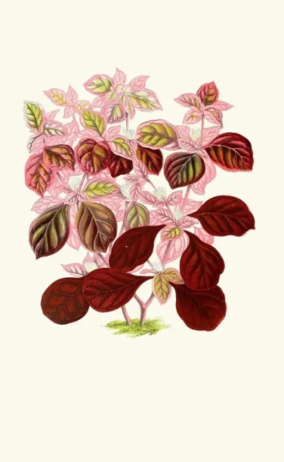 Telanthera Ficoidea