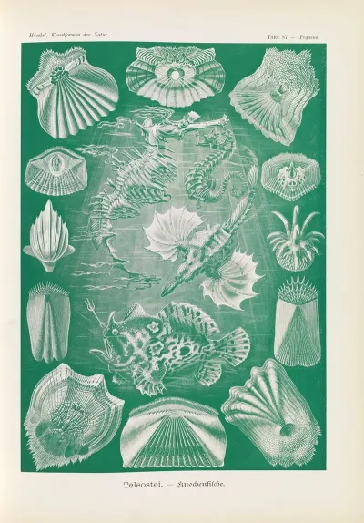 Teleostei Knochenfische