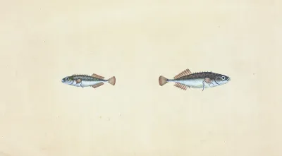 Ten Spined Stickleback Gasterosteus Pungitius