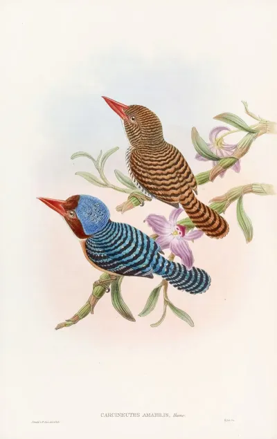 Tenasserim Kingfisher