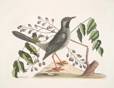 Teribinthus Major Betule Cortice Fructu Triangulari The Gum Elimy Tree Turdus Viscivorus Plumbeus The Red Legged Thruth