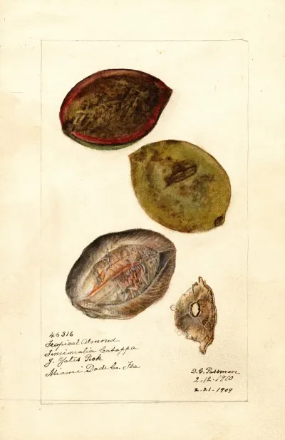 Terminalia Catappa