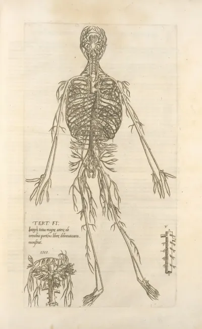 Tert Fig Integram Totius Magnae Arteriae Ab Omnibus Partibus Liberae Delineationiem Monstrat