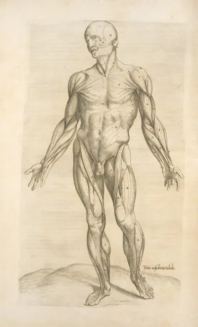 Tertia Musculorum Tabula Showing The Figure With Open Hands