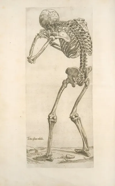 Tertia Ossium Tabula Skeleton In Aiming Position