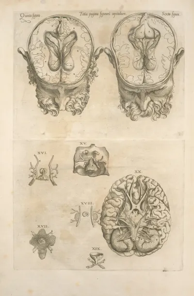 Tertia Pagina Figurarum Capitalium 9 Pictures Of The Brain And Its Parts