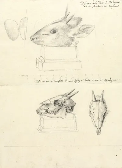 Testi Di Madoqua Antelope Head And Skulls