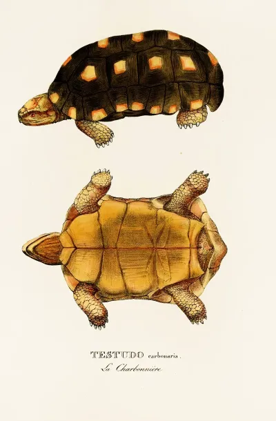 Testudo Carbonaria