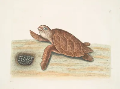 Testudo Caretta The Hawks Bill Turtle