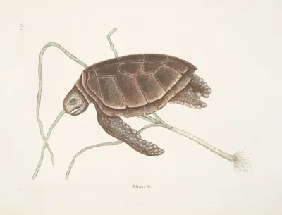 Testudo Marina Viridis The Green Turtle