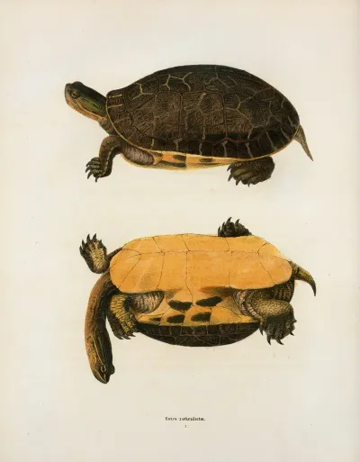 Testudo Polyphemus