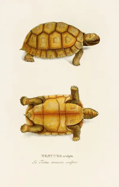Testudo Sculpta