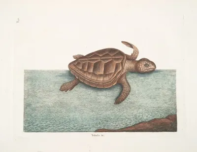 Testudo The Loggerhead Turtle