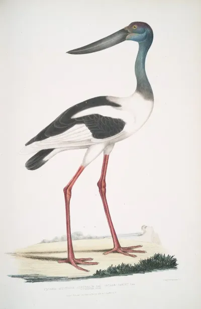 Tetaar Jabiru Ciconia Mycteria Australis