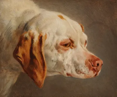 Tete De Chien De Chasse Blanc Et Brun