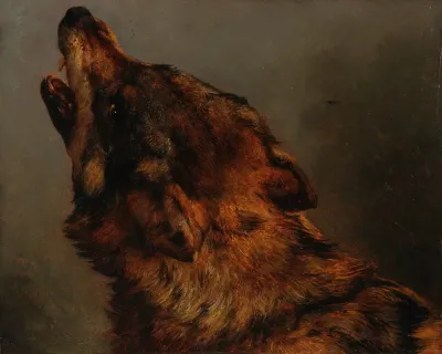 Tete De Loup