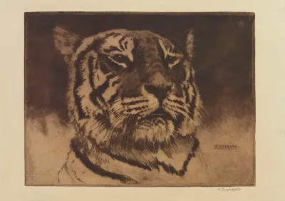 Tete De Tigre 2