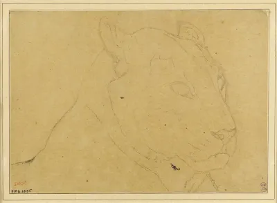 Tete De Tigre