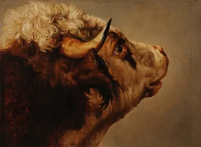 Tete De Vache 2