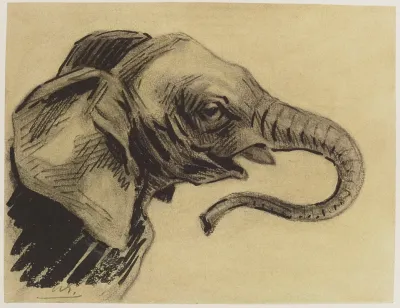 Tete Delephant Dessin Preparatoire A La Gravure