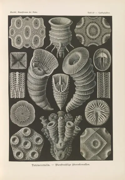 Tetracoralla Bierstrahlige Sternkorallen