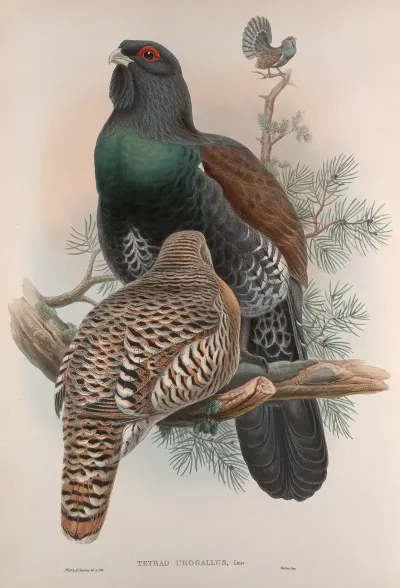 Tetrao Urogallus Capercailzie Or Cock Of The Wood