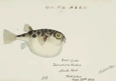 Tetraodon Gillbanksii Clarke