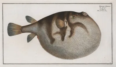 Tetrodon Hispidus The Sea Weather Cock