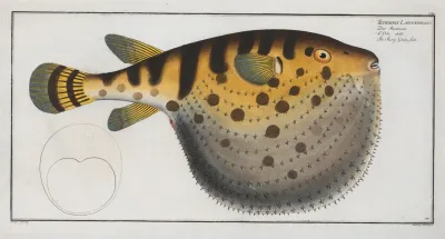 Tetrodon Lagocephalus The Starry Globe Fish