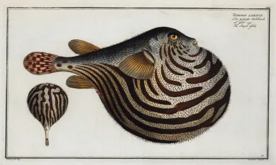 Tetrodon Leneatus The Striped Globe