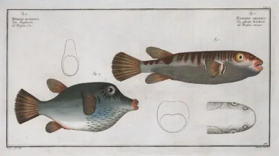 Tetrodon Oblongus