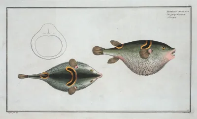 Tetrodon Ocellatus
