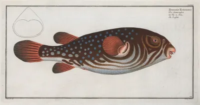 Tetrodon Testudineus The Toadfish