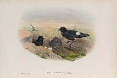 Thalassidroma Pelagica Storm Petrel